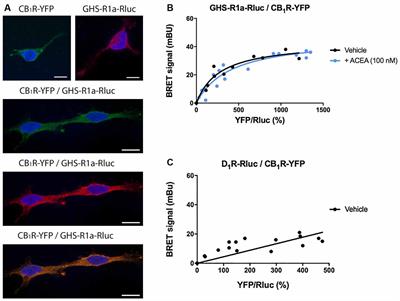 Ghrelin and Cannabinoid Functional Interactions Mediated by Ghrelin/CB1 Receptor Heteromers That Are Upregulated in the Striatum From Offspring of Mice Under a High-Fat Diet